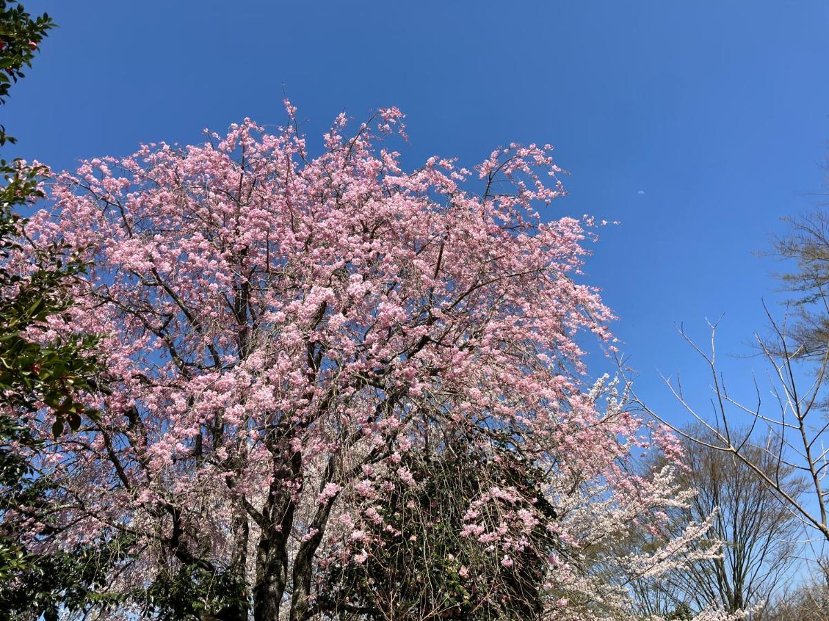 お宿でん吉 Minamiaso Buitenkant foto